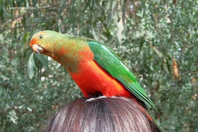 澳洲墨爾本｜大洋路一日遊，此生必去的景點之一澳洲大洋路、Kennett River野生無尾熊、阿波羅灣ILUKA午餐、Loch Ard Gorge六合谷、十二門徒岩、唐人街湄江牛河屋晚餐 @飛天璇的口袋