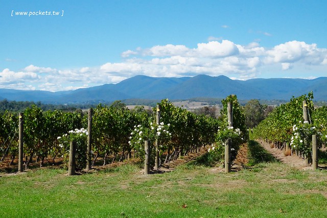 澳洲墨爾本｜帕芬比利 Puffing Billy，搭乘澳洲最古老蒸汽火車，零距離接觸野生鸚鵡、飛派餐廳 Pie in the sky午餐、Sky High眺望台賞美景、LV旗下Chandon酒莊品嚐美酒 @飛天璇的口袋