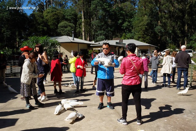 澳洲墨爾本｜墨爾本自由行，墨爾本7日遊行程規劃，美食、景點、住宿總整理 @飛天璇的口袋