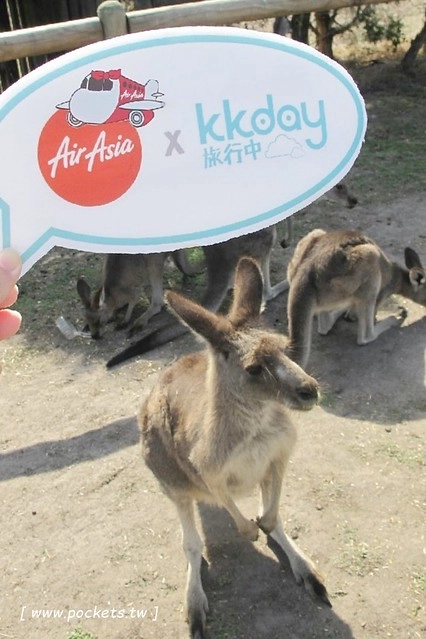 澳洲墨爾本｜菲利普島一日遊 Phillip Island，Maru野生動物園、Panny’s Chocolate巧克力觀光工廠、Cowes小鎮Isola di Capri晚餐、Phillip Island 企鵝島神仙小企鵝歸巢 @飛天璇的口袋