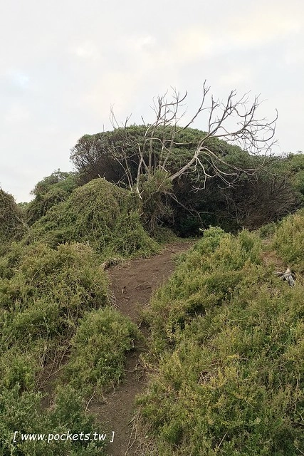 澳洲墨爾本｜菲利普島一日遊 Phillip Island，Maru野生動物園、Panny’s Chocolate巧克力觀光工廠、Cowes小鎮Isola di Capri晚餐、Phillip Island 企鵝島神仙小企鵝歸巢 @飛天璇的口袋
