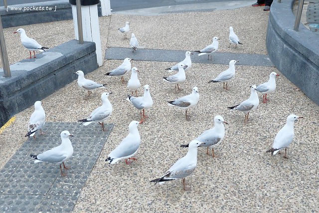 澳洲墨爾本｜菲利普島一日遊 Phillip Island，Maru野生動物園、Panny’s Chocolate巧克力觀光工廠、Cowes小鎮Isola di Capri晚餐、Phillip Island 企鵝島神仙小企鵝歸巢 @飛天璇的口袋