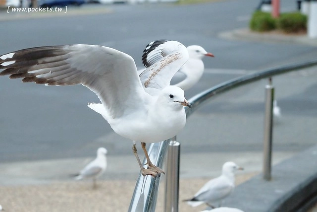 澳洲墨爾本｜菲利普島一日遊 Phillip Island，Maru野生動物園、Panny’s Chocolate巧克力觀光工廠、Cowes小鎮Isola di Capri晚餐、Phillip Island 企鵝島神仙小企鵝歸巢 @飛天璇的口袋