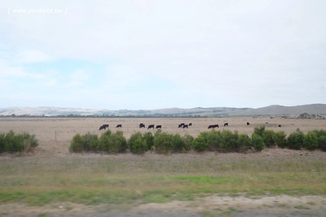 澳洲墨爾本｜菲利普島一日遊 Phillip Island，Maru野生動物園、Panny’s Chocolate巧克力觀光工廠、Cowes小鎮Isola di Capri晚餐、Phillip Island 企鵝島神仙小企鵝歸巢 @飛天璇的口袋