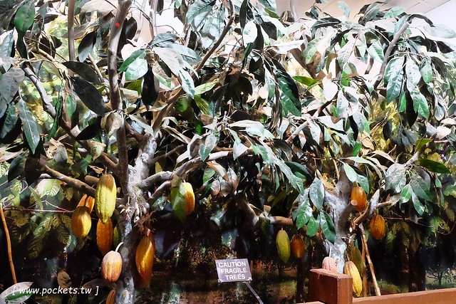 澳洲墨爾本｜菲利普島一日遊 Phillip Island，Maru野生動物園、Panny’s Chocolate巧克力觀光工廠、Cowes小鎮Isola di Capri晚餐、Phillip Island 企鵝島神仙小企鵝歸巢 @飛天璇的口袋