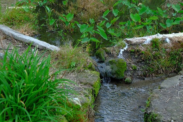 八煙聚落┃台北景點推薦：陽明山的秘密景點，如夢似幻的世外桃源，雲霧裊繞的湖上美景，自然資源非常豐富 @飛天璇的口袋