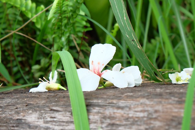 新月梧桐三義店｜漂亮的清水模建築裡，擁有綠意盎然的庭院和四面採光的落地窗設計 @飛天璇的口袋
