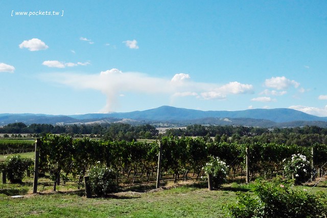 澳洲墨爾本｜帕芬比利 Puffing Billy，搭乘澳洲最古老蒸汽火車，零距離接觸野生鸚鵡、飛派餐廳 Pie in the sky午餐、Sky High眺望台賞美景、LV旗下Chandon酒莊品嚐美酒 @飛天璇的口袋