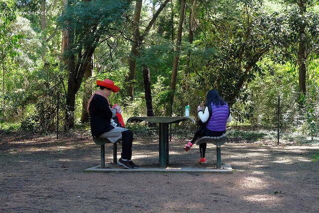 澳洲墨爾本｜帕芬比利 Puffing Billy，搭乘澳洲最古老蒸汽火車，零距離接觸野生鸚鵡、飛派餐廳 Pie in the sky午餐、Sky High眺望台賞美景、LV旗下Chandon酒莊品嚐美酒 @飛天璇的口袋