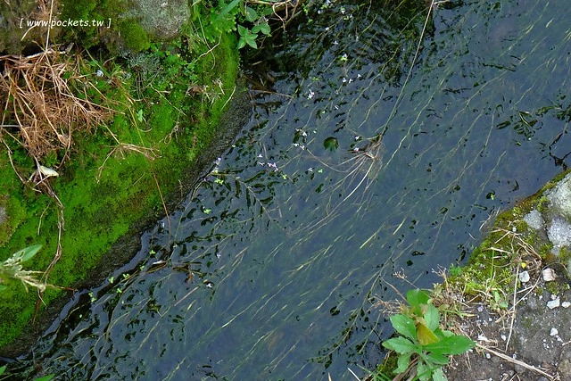 八煙聚落┃台北景點推薦：陽明山的秘密景點，如夢似幻的世外桃源，雲霧裊繞的湖上美景，自然資源非常豐富 @飛天璇的口袋