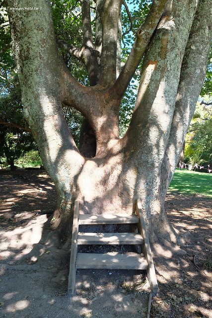 澳洲墨爾本｜帕芬比利 Puffing Billy，搭乘澳洲最古老蒸汽火車，零距離接觸野生鸚鵡、飛派餐廳 Pie in the sky午餐、Sky High眺望台賞美景、LV旗下Chandon酒莊品嚐美酒 @飛天璇的口袋