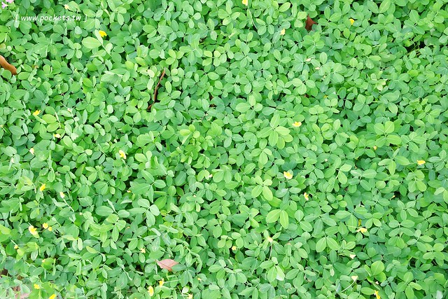 熊轉家小豬食┃霧峰美食餐廳：手作餐點嚴選用心食材，室內有很多可愛的小豬，位於霧峰921地震園區裡面，鄰近霧峰光復新村，是親子友善餐廳 @飛天璇的口袋