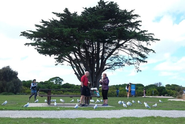 澳洲墨爾本｜墨爾本自由行，墨爾本7日遊行程規劃，美食、景點、住宿總整理 @飛天璇的口袋