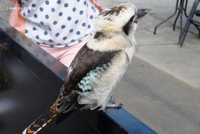 澳洲墨爾本｜大洋路一日遊，此生必去的景點之一澳洲大洋路、Kennett River野生無尾熊、阿波羅灣ILUKA午餐、Loch Ard Gorge六合谷、十二門徒岩、唐人街湄江牛河屋晚餐 @飛天璇的口袋