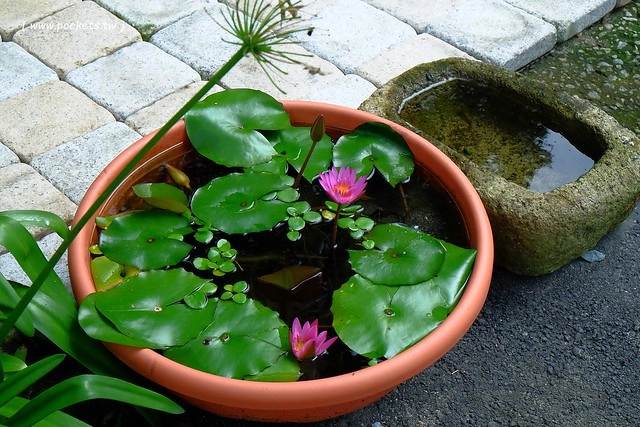 八煙聚落┃台北景點推薦：陽明山的秘密景點，如夢似幻的世外桃源，雲霧裊繞的湖上美景，自然資源非常豐富 @飛天璇的口袋