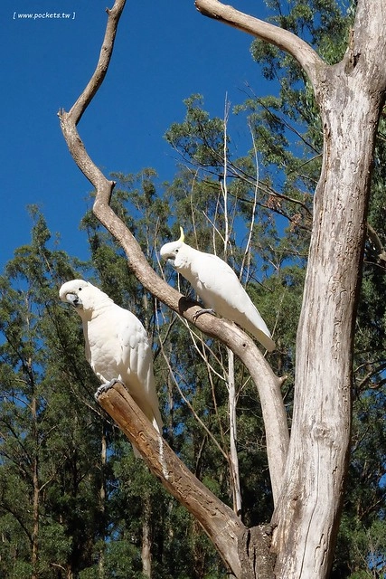 澳洲墨爾本｜墨爾本自由行，墨爾本7日遊行程規劃，美食、景點、住宿總整理 @飛天璇的口袋