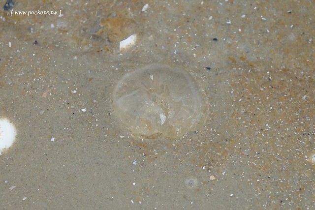 澳洲墨爾本｜Mornington Peninsula 摩寧頓半島一日遊，海邊彩虹小屋、摩寧頓半島戶外溫泉、Sorrento海濱小鎮午餐、Montalto酒莊品酒、古典歐洲風格迷宮花園 @飛天璇的口袋