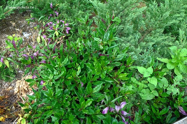 八煙聚落┃台北景點推薦：陽明山的秘密景點，如夢似幻的世外桃源，雲霧裊繞的湖上美景，自然資源非常豐富 @飛天璇的口袋