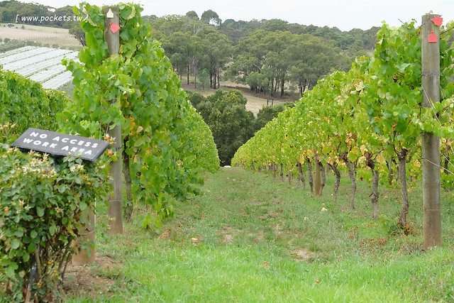 澳洲墨爾本｜Mornington Peninsula 摩寧頓半島一日遊，海邊彩虹小屋、摩寧頓半島戶外溫泉、Sorrento海濱小鎮午餐、Montalto酒莊品酒、古典歐洲風格迷宮花園 @飛天璇的口袋