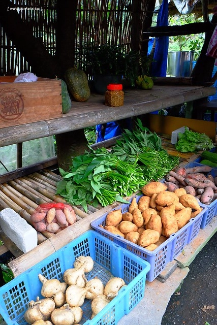 八煙聚落┃台北景點推薦：陽明山的秘密景點，如夢似幻的世外桃源，雲霧裊繞的湖上美景，自然資源非常豐富 @飛天璇的口袋