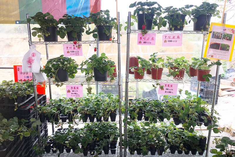 台中潭子｜草莓世界．採草莓不用到苗栗大湖，台中潭子就有草莓園，無毒有機草莓吃的安心 @飛天璇的口袋