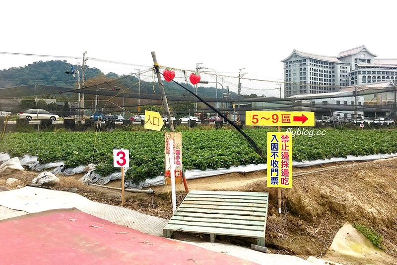 台中潭子｜草莓世界．採草莓不用到苗栗大湖，台中潭子就有草莓園，無毒有機草莓吃的安心 @飛天璇的口袋