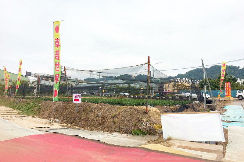 台中潭子｜草莓世界．採草莓不用到苗栗大湖，台中潭子就有草莓園，無毒有機草莓吃的安心 @飛天璇的口袋