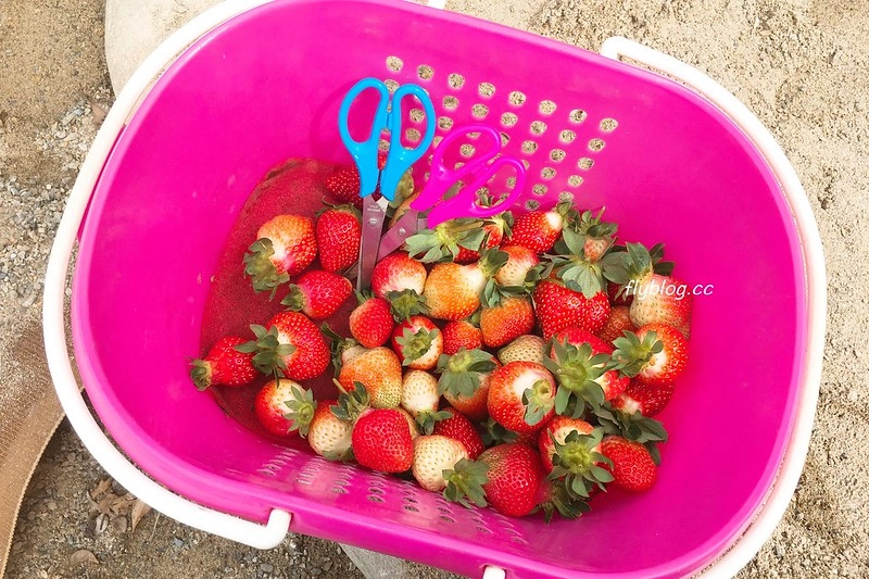 台中潭子｜草莓世界．採草莓不用到苗栗大湖，台中潭子就有草莓園，無毒有機草莓吃的安心 @飛天璇的口袋