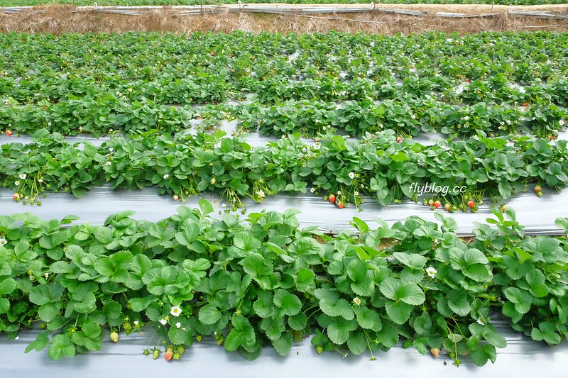 台中潭子｜草莓世界．採草莓不用到苗栗大湖，台中潭子就有草莓園，無毒有機草莓吃的安心 @飛天璇的口袋