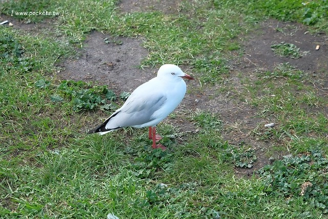 澳洲墨爾本｜大洋路一日遊，此生必去的景點之一澳洲大洋路、Kennett River野生無尾熊、阿波羅灣ILUKA午餐、Loch Ard Gorge六合谷、十二門徒岩、唐人街湄江牛河屋晚餐 @飛天璇的口袋