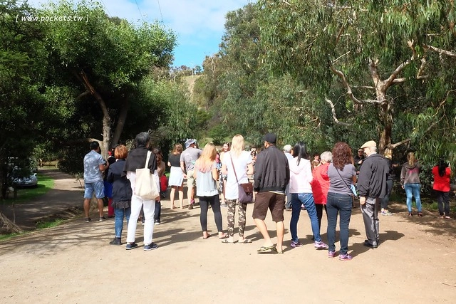 澳洲墨爾本｜大洋路一日遊，此生必去的景點之一澳洲大洋路、Kennett River野生無尾熊、阿波羅灣ILUKA午餐、Loch Ard Gorge六合谷、十二門徒岩、唐人街湄江牛河屋晚餐 @飛天璇的口袋