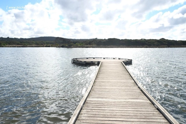 澳洲墨爾本｜大洋路一日遊，此生必去的景點之一澳洲大洋路、Kennett River野生無尾熊、阿波羅灣ILUKA午餐、Loch Ard Gorge六合谷、十二門徒岩、唐人街湄江牛河屋晚餐 @飛天璇的口袋