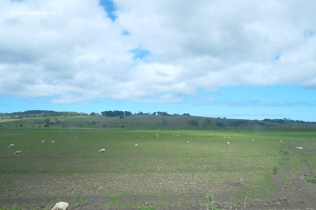澳洲墨爾本｜大洋路一日遊，此生必去的景點之一澳洲大洋路、Kennett River野生無尾熊、阿波羅灣ILUKA午餐、Loch Ard Gorge六合谷、十二門徒岩、唐人街湄江牛河屋晚餐 @飛天璇的口袋