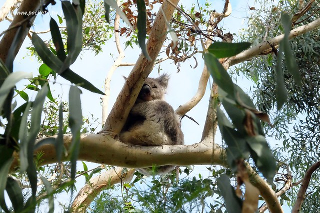 澳洲墨爾本｜墨爾本自由行，墨爾本7日遊行程規劃，美食、景點、住宿總整理 @飛天璇的口袋