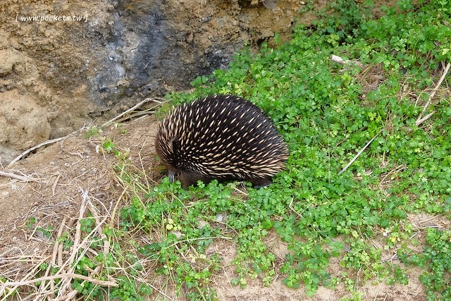 澳洲墨爾本｜大洋路一日遊，此生必去的景點之一澳洲大洋路、Kennett River野生無尾熊、阿波羅灣ILUKA午餐、Loch Ard Gorge六合谷、十二門徒岩、唐人街湄江牛河屋晚餐 @飛天璇的口袋