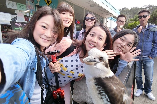 澳洲墨爾本｜大洋路一日遊，此生必去的景點之一澳洲大洋路、Kennett River野生無尾熊、阿波羅灣ILUKA午餐、Loch Ard Gorge六合谷、十二門徒岩、唐人街湄江牛河屋晚餐 @飛天璇的口袋