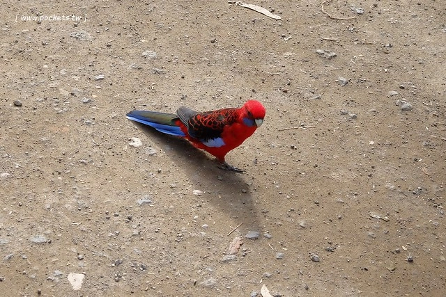 澳洲墨爾本｜大洋路一日遊，此生必去的景點之一澳洲大洋路、Kennett River野生無尾熊、阿波羅灣ILUKA午餐、Loch Ard Gorge六合谷、十二門徒岩、唐人街湄江牛河屋晚餐 @飛天璇的口袋