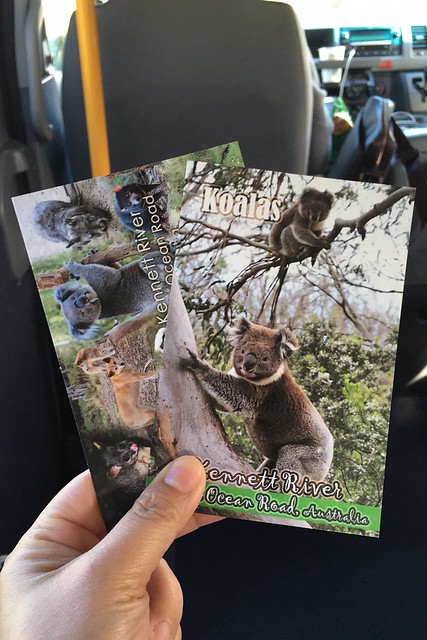 澳洲墨爾本｜大洋路一日遊，此生必去的景點之一澳洲大洋路、Kennett River野生無尾熊、阿波羅灣ILUKA午餐、Loch Ard Gorge六合谷、十二門徒岩、唐人街湄江牛河屋晚餐 @飛天璇的口袋