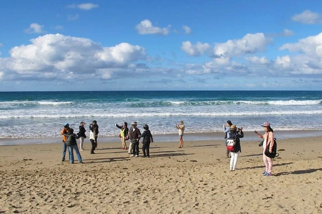 澳洲墨爾本｜大洋路一日遊，此生必去的景點之一澳洲大洋路、Kennett River野生無尾熊、阿波羅灣ILUKA午餐、Loch Ard Gorge六合谷、十二門徒岩、唐人街湄江牛河屋晚餐 @飛天璇的口袋