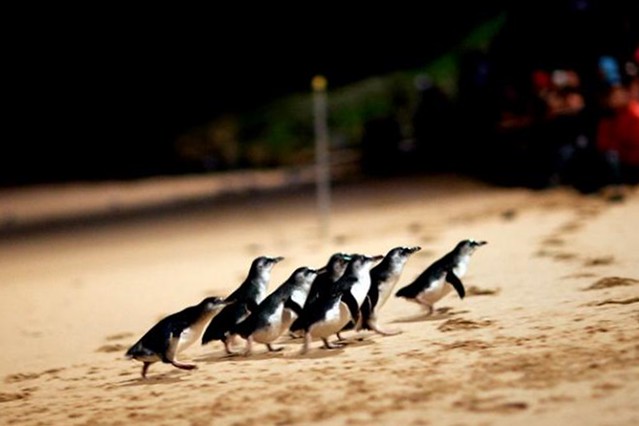 澳洲墨爾本｜墨爾本自由行，墨爾本7日遊行程規劃，美食、景點、住宿總整理 @飛天璇的口袋