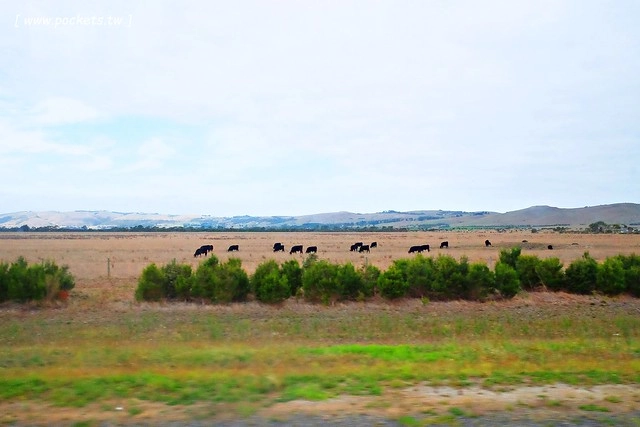 澳洲墨爾本｜菲利普島一日遊 Phillip Island，Maru野生動物園、Panny’s Chocolate巧克力觀光工廠、Cowes小鎮Isola di Capri晚餐、Phillip Island 企鵝島神仙小企鵝歸巢 @飛天璇的口袋
