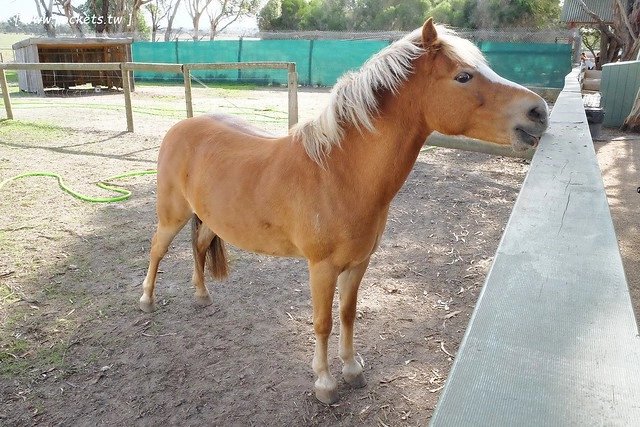 澳洲墨爾本｜菲利普島一日遊 Phillip Island，Maru野生動物園、Panny’s Chocolate巧克力觀光工廠、Cowes小鎮Isola di Capri晚餐、Phillip Island 企鵝島神仙小企鵝歸巢 @飛天璇的口袋