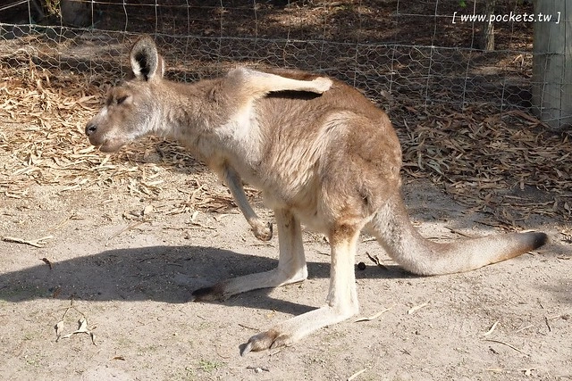 澳洲墨爾本｜墨爾本自由行，墨爾本7日遊行程規劃，美食、景點、住宿總整理 @飛天璇的口袋