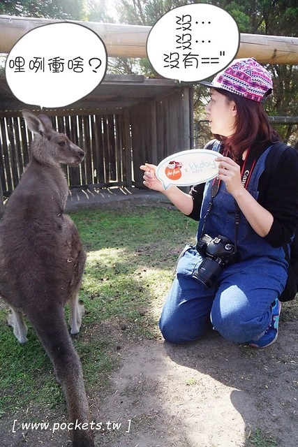 澳洲墨爾本｜菲利普島一日遊 Phillip Island，Maru野生動物園、Panny’s Chocolate巧克力觀光工廠、Cowes小鎮Isola di Capri晚餐、Phillip Island 企鵝島神仙小企鵝歸巢 @飛天璇的口袋
