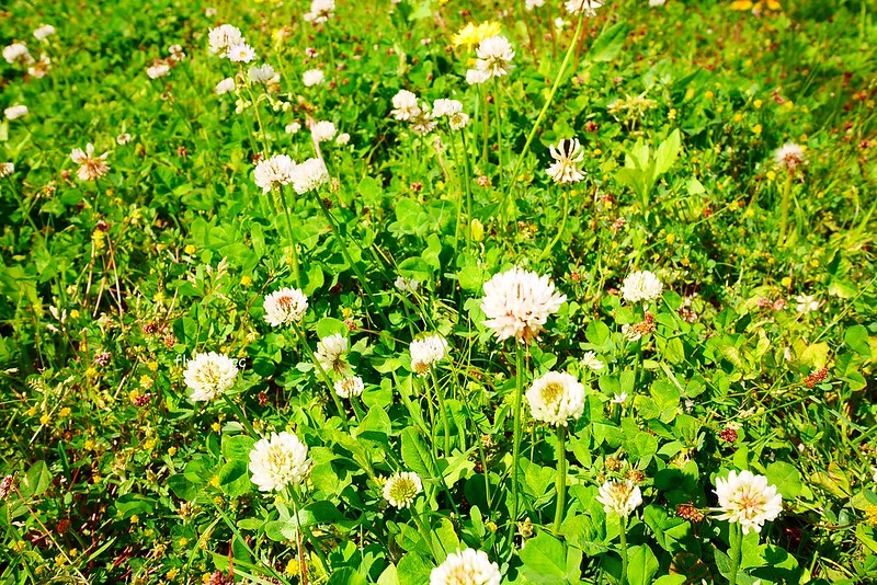 日本愛知｜名古屋城．日本三大名城之一，交通方式以及門票售價 @飛天璇的口袋