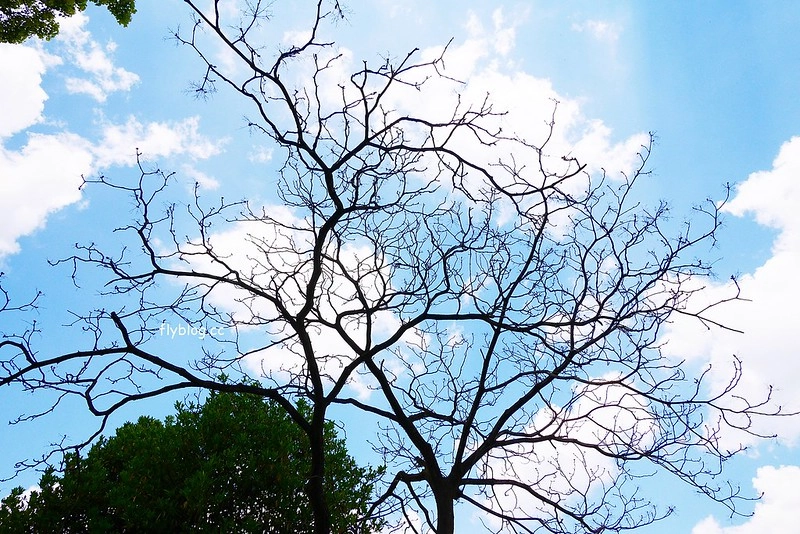 日本愛知｜名古屋城．日本三大名城之一，交通方式以及門票售價 @飛天璇的口袋