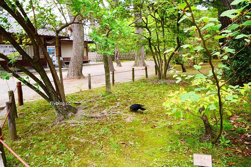 日本愛知｜名古屋城．日本三大名城之一，交通方式以及門票售價 @飛天璇的口袋