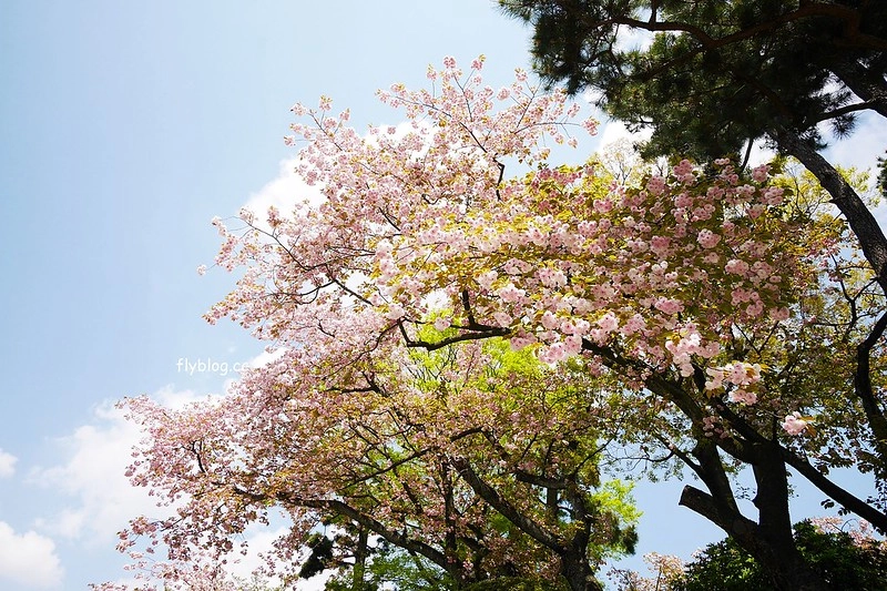 日本愛知｜名古屋城．日本三大名城之一，交通方式以及門票售價 @飛天璇的口袋