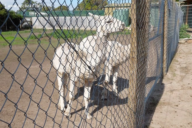 澳洲墨爾本｜菲利普島一日遊 Phillip Island，Maru野生動物園、Panny’s Chocolate巧克力觀光工廠、Cowes小鎮Isola di Capri晚餐、Phillip Island 企鵝島神仙小企鵝歸巢 @飛天璇的口袋