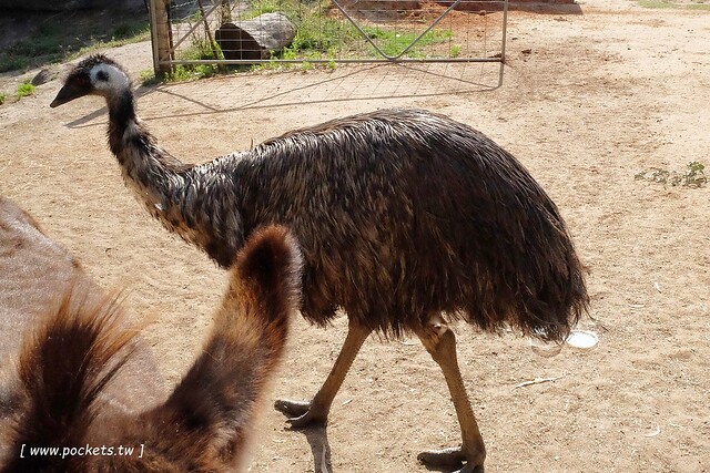 澳洲墨爾本｜墨爾本自由行，墨爾本7日遊行程規劃，美食、景點、住宿總整理 @飛天璇的口袋